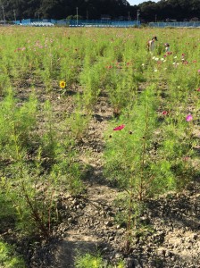 0156ed6bf6d468e1d9dde1c768bb6b462593733155