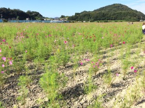 01f6072b0eea51cc65e96c412d6f433a6bb2790ff6