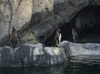 福山市立動物園で娘のお気に入りはペンギン！