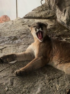 01530746b88cd62ba18d13026e6dc4897a7d085cbf